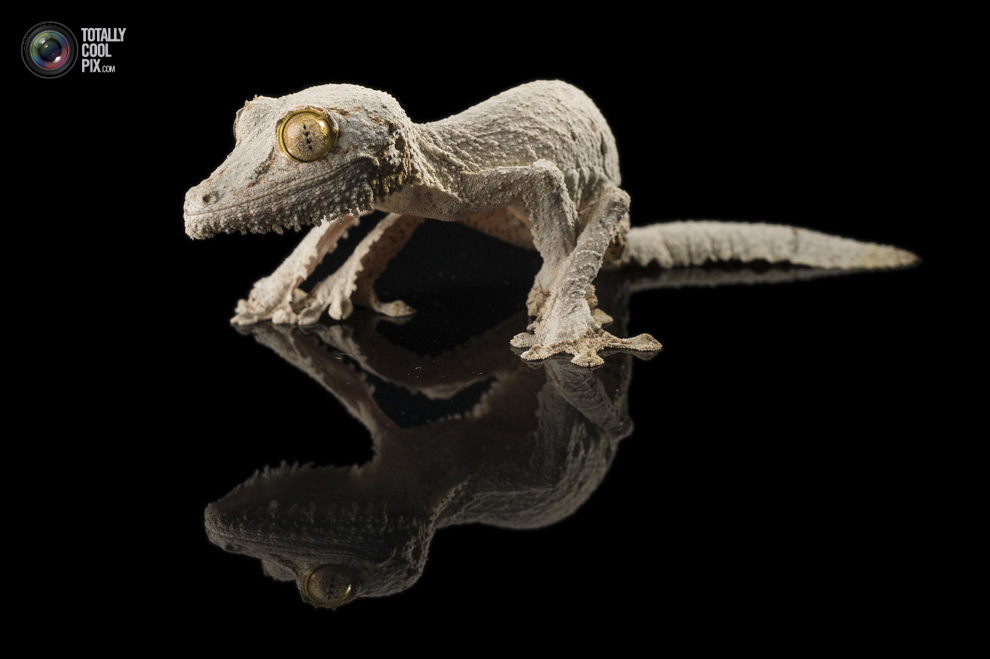 Мадагаскарский геккон