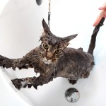 Как правильно помыть кошку