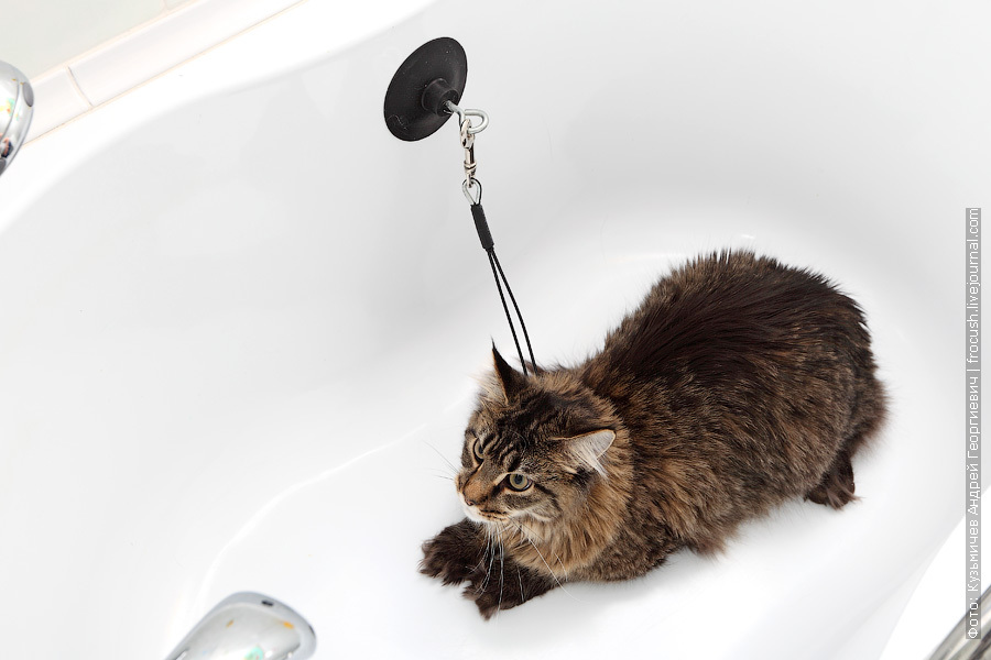 Как помыть кошку