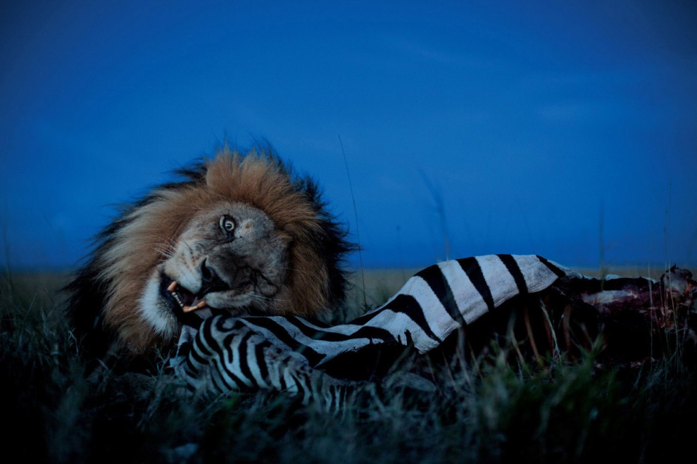 Самцы часто пользуются своими привилегиями. Си-Бой ест зебру, в то время как самки и детёныши прайда Вумби ждут в стороне. Их черёд настанет. (© Michael Nichols/National Geographic)