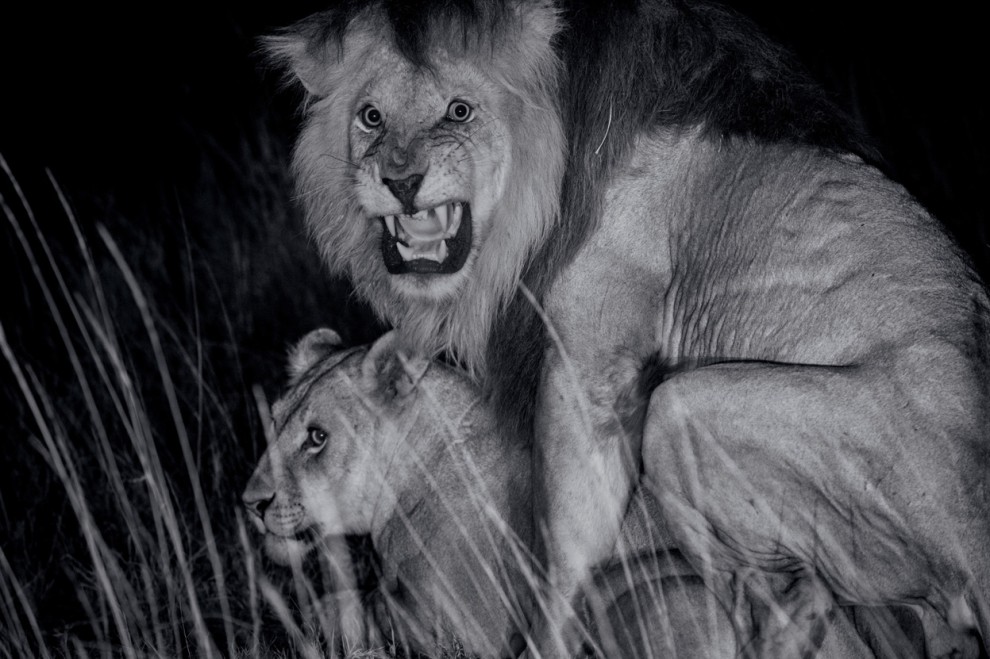 Спаривание львов