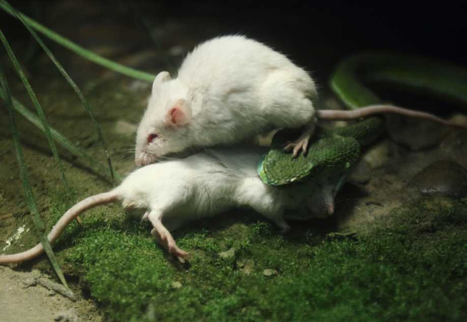 Мышь против змеи