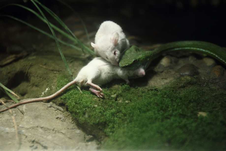 Мышь против змеи
