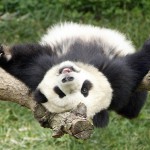 Милые и забавные панды
