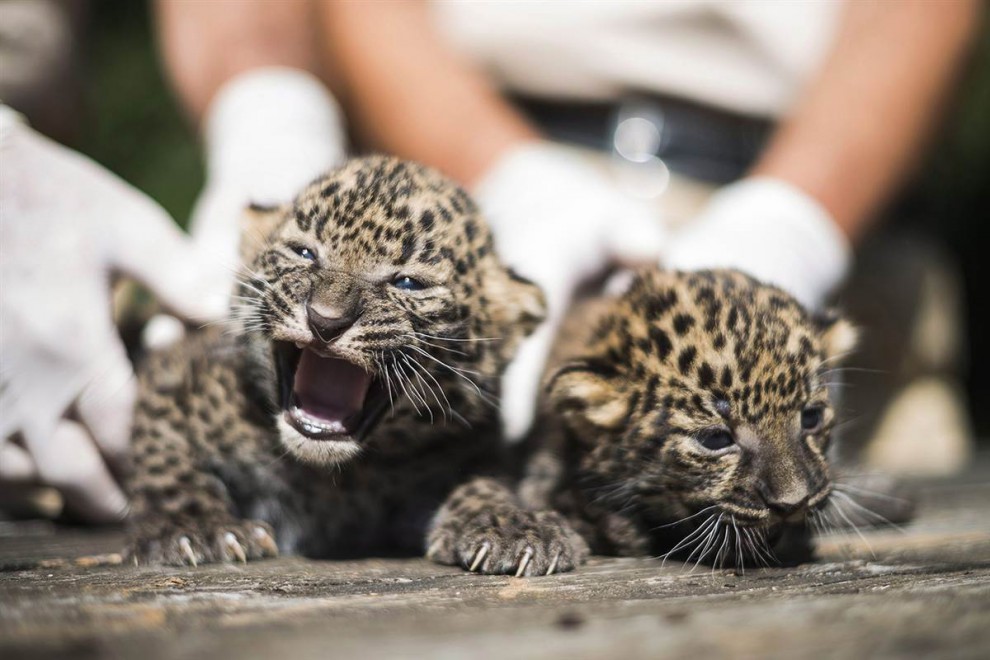 Детёныши африканского леопарда 