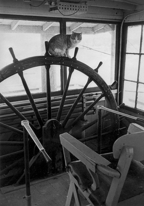 Кошки на кораблях