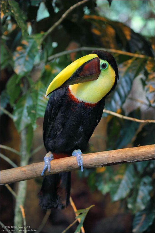 Животные Коста-Рики