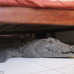Британец провел ночь с крокодилом и остался в живых