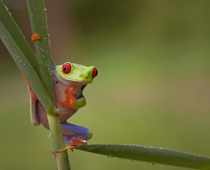 Смешные фотографии лягушек с ярко выраженной индивидуальностью