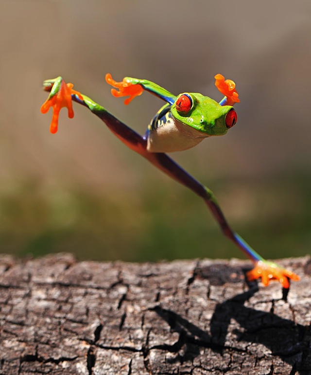 Смешные фотографии лягушек с ярко выраженной индивидуальностью