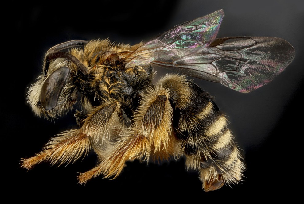 Пчела Exomalopsis analis