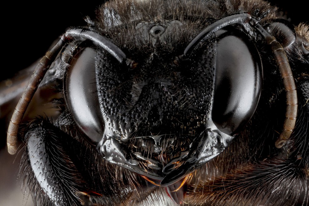Пчёла-плотник вида Xylocopa cubaecola