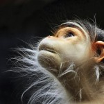 15 задумавшихся обезьянок