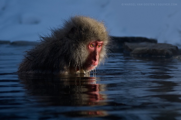 Потрясающие фотографии глубоко задумавшихся обезьянок