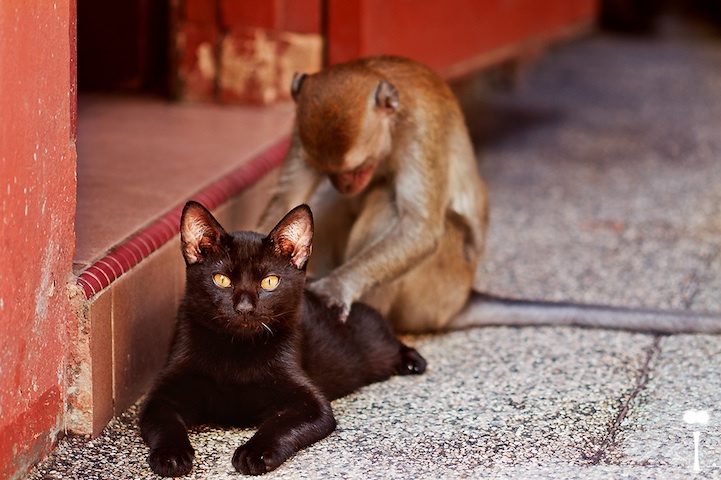 Потрясающие фотографии глубоко задумавшихся обезьянок