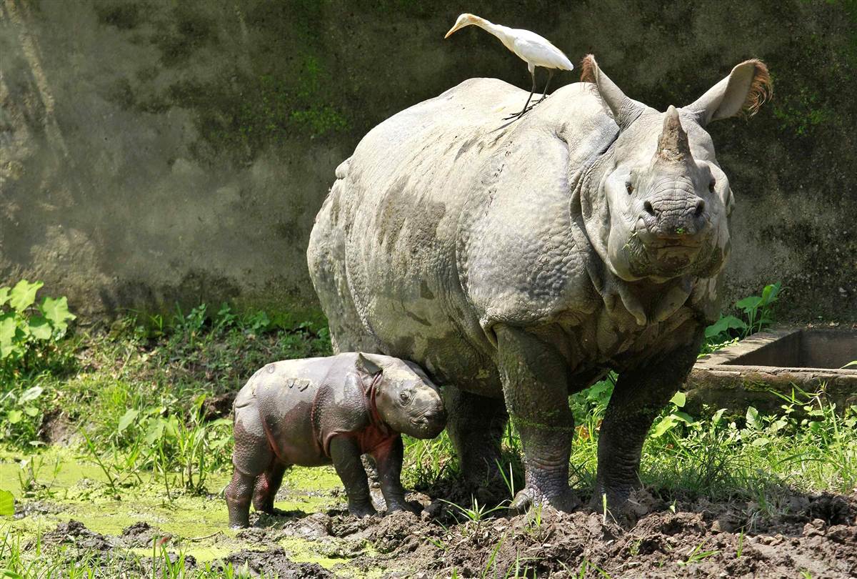 Индийские носороги