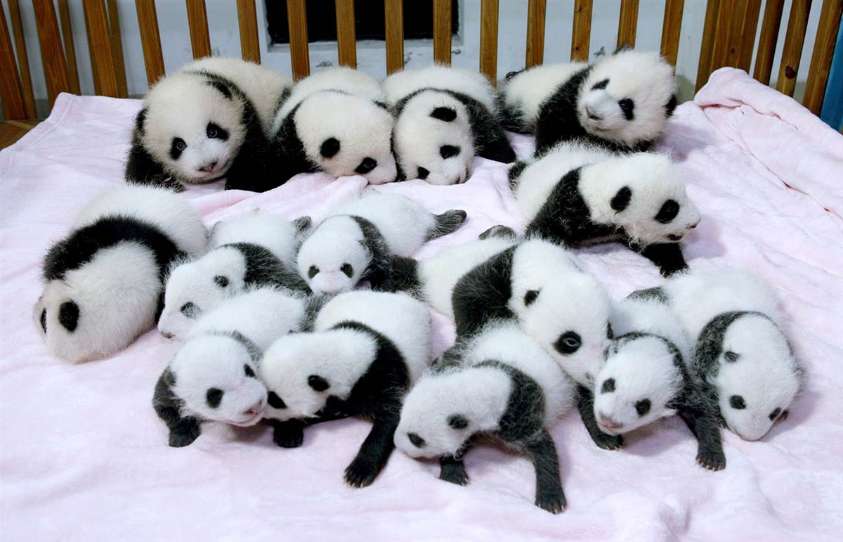 Детёныши панды