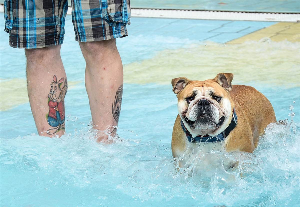 Собака в бассейне