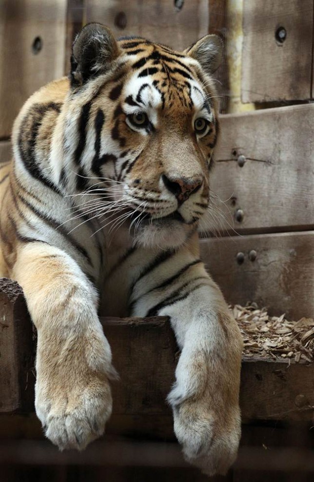 Тигр 