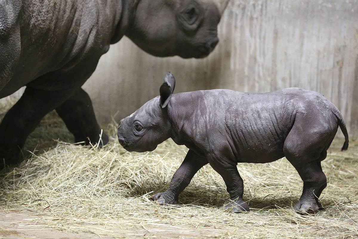 Самка носорога с детёнышем