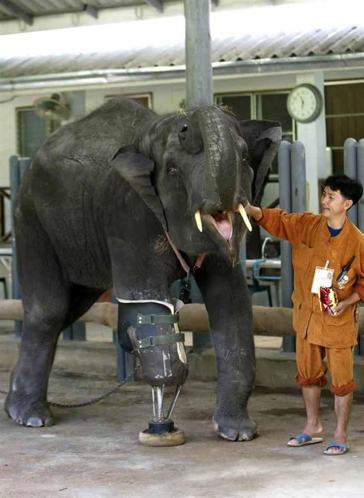 Слон с протезом