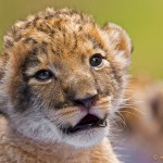 Трогательные фотографии маленьких львят и леопардов