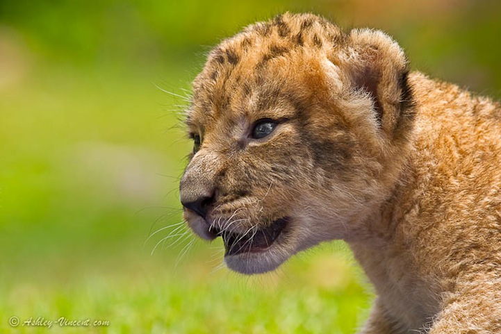 Трогательные фотографии маленьких львят и леопардов