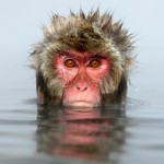 Забавные фотографии снежных обезьянок, купающихся в горячих источниках