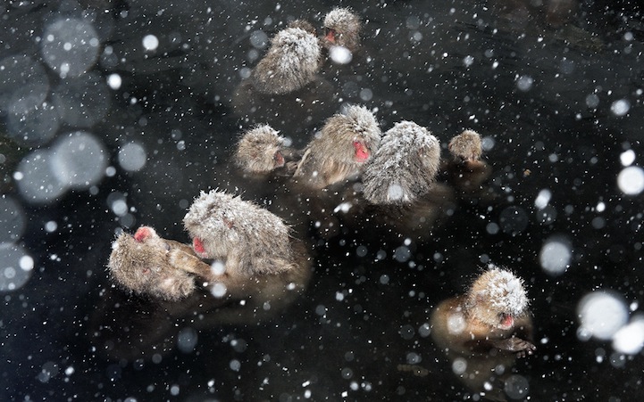 Забавные фотографии снежных обезьянок