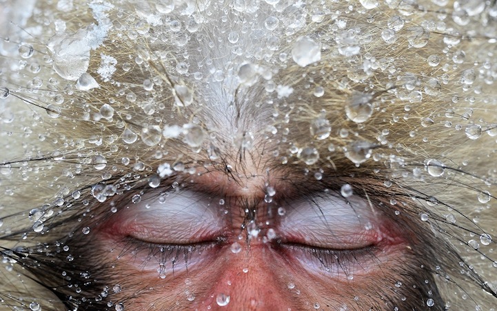 Забавные фотографии снежных обезьянок