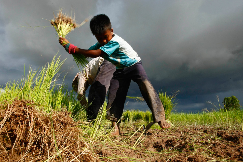 Выращивание риса
