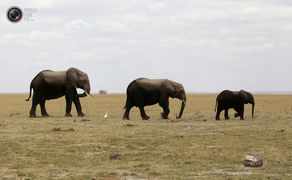 Семья слонов 