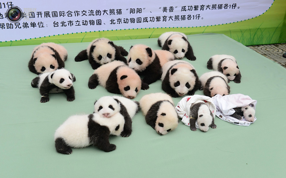 Детёныши большой панды