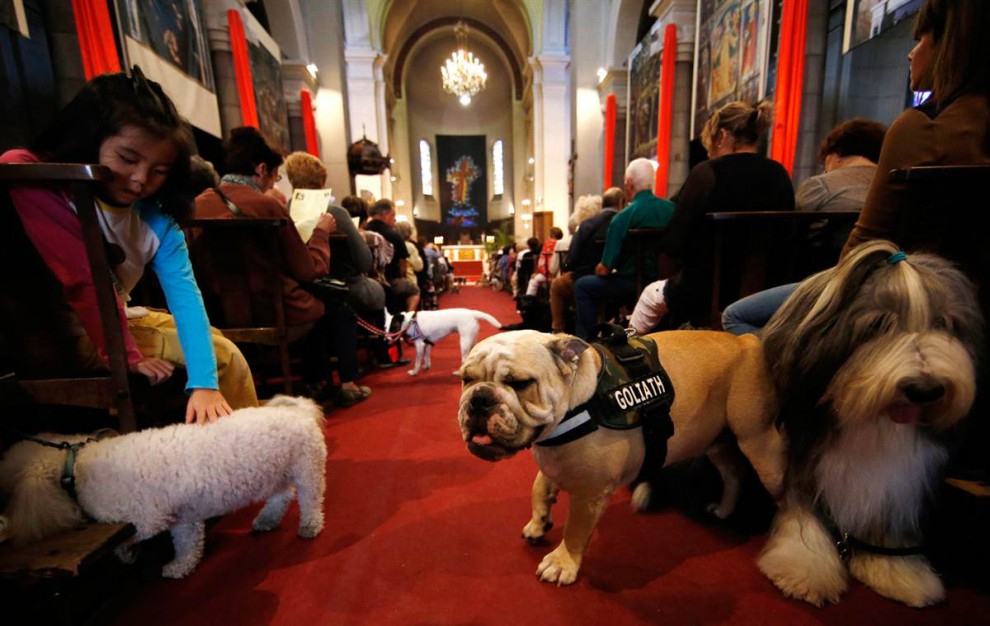 Животные в церкви