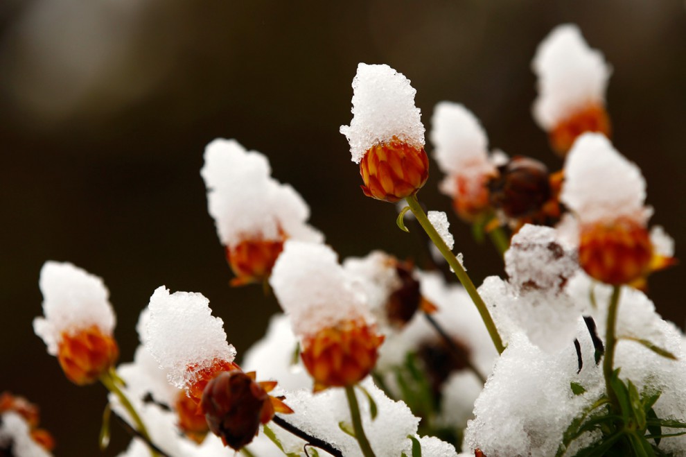 Снег на цветах