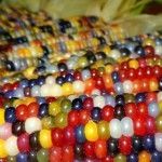 Индейские фермеры вырастили разноцветную кукурузу