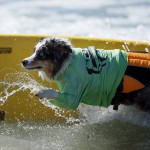 Соревнование по собачьему сёрфингу в Калифорнии