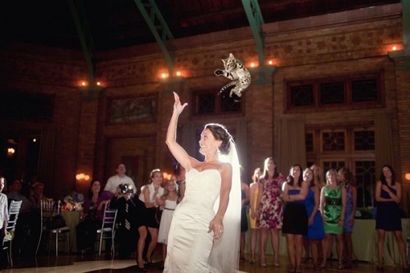 Невеста бросает кота