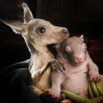 Детеныши вомбата и кенгуру подружились в центре спасения животных