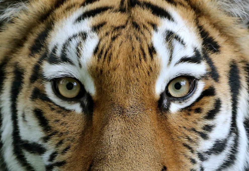 Самка амурского тигра 