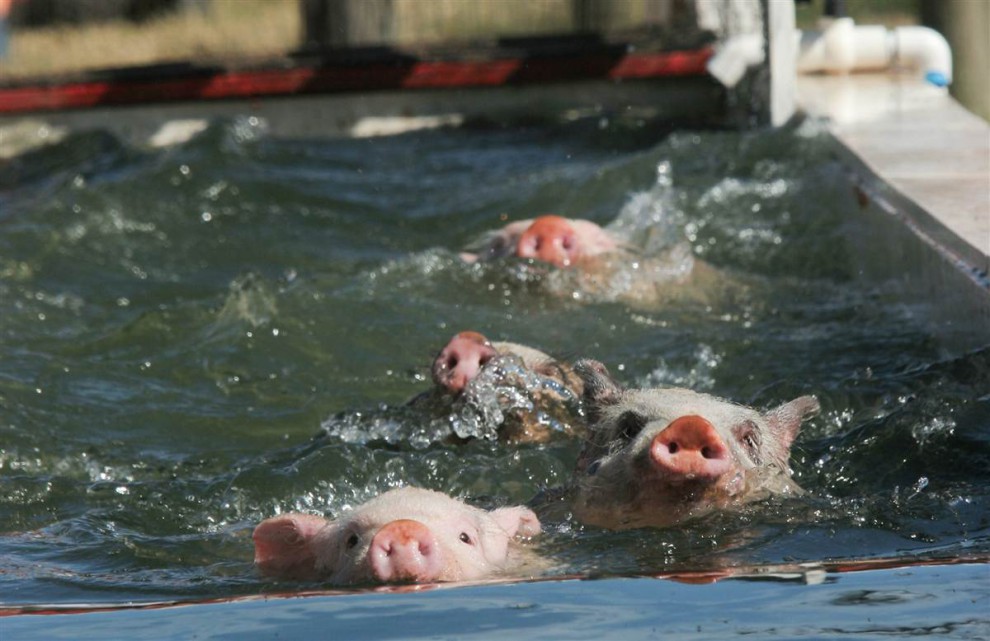 Свиньи в воде