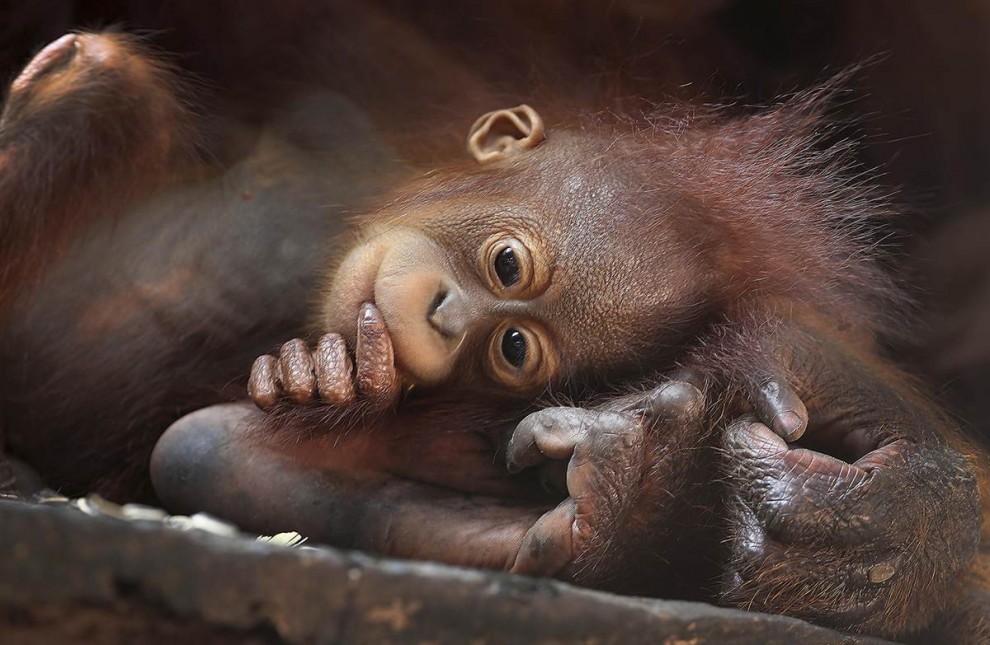 Детёныш борнейского орангутана
