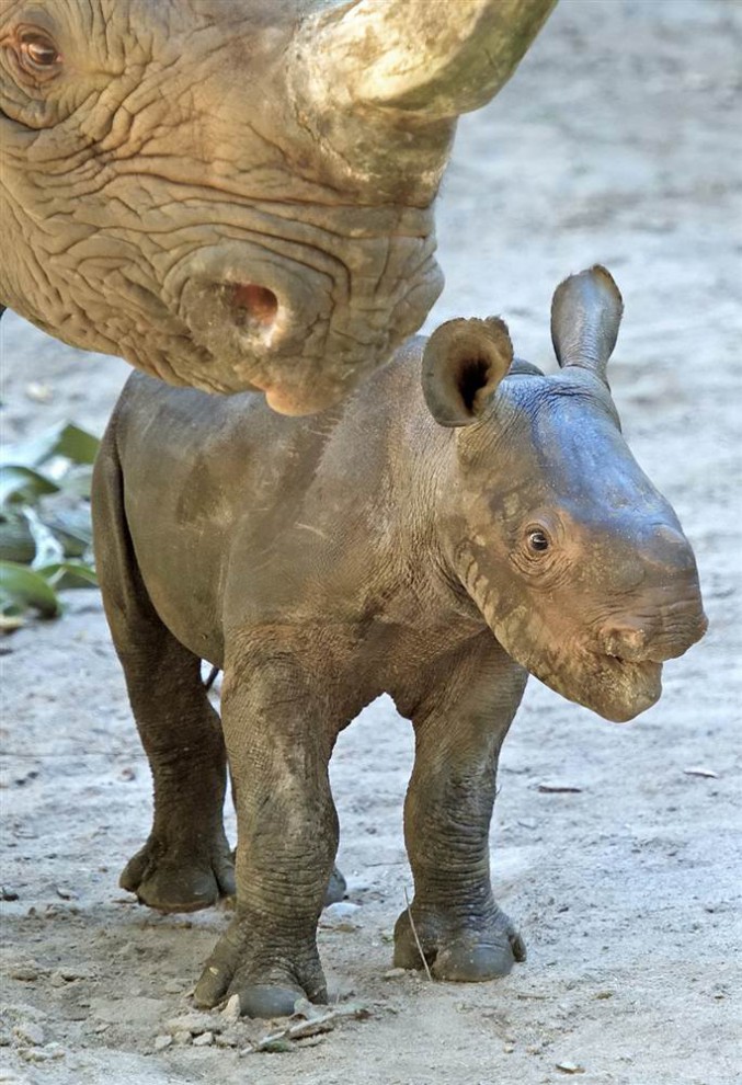 Детёныш чёрного носорога