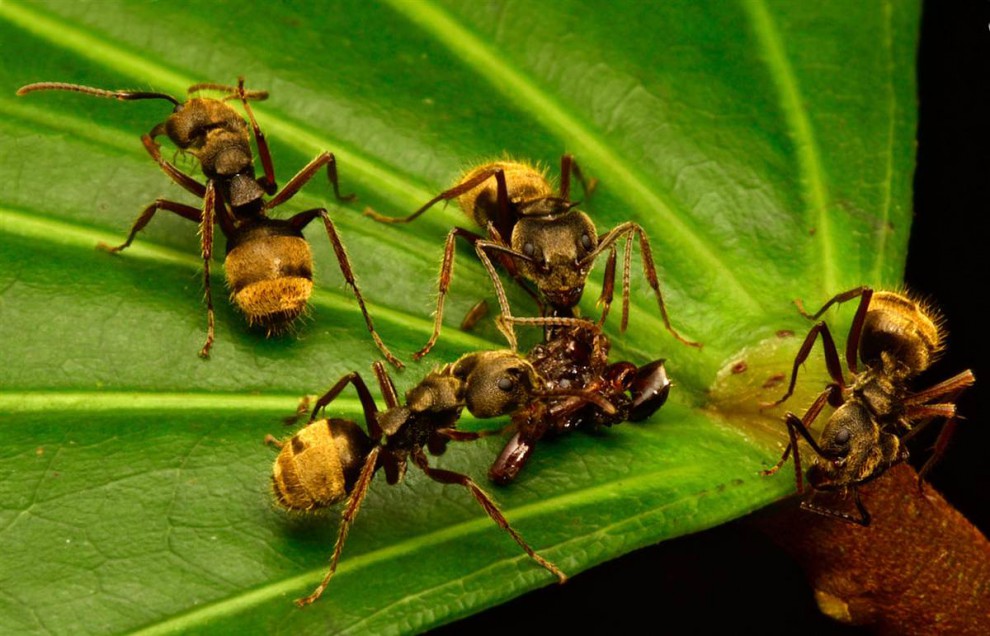 Кампонотусы (Camponotus sp.)