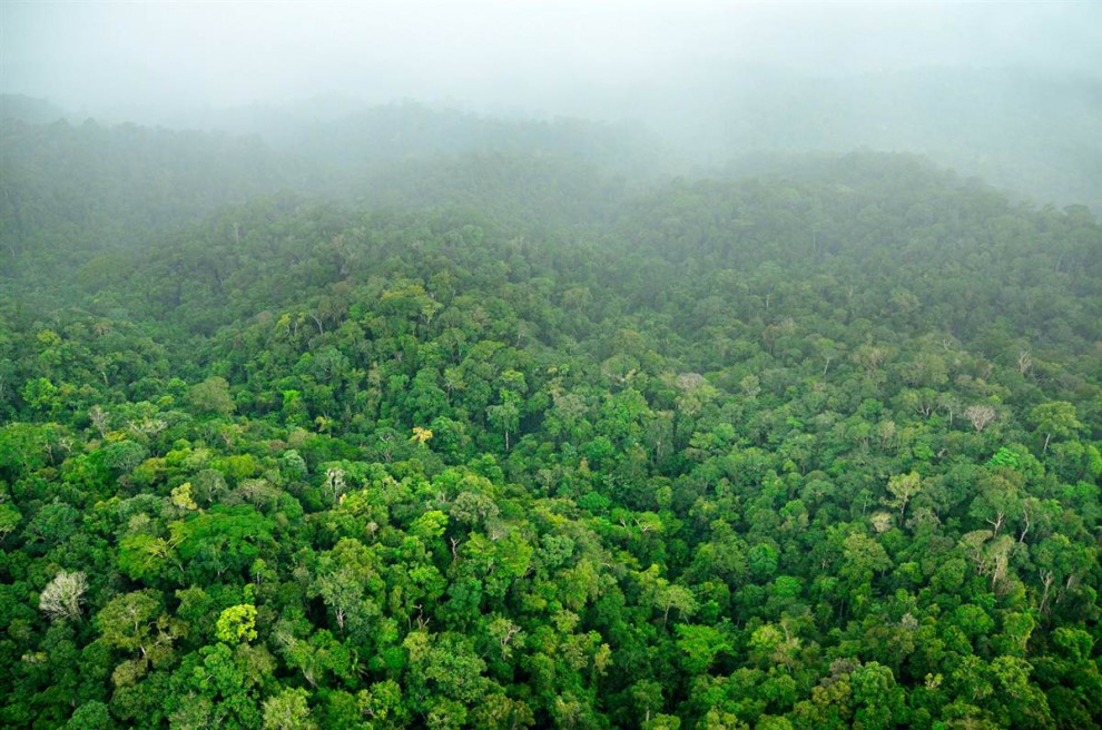 Девственные леса Суринама