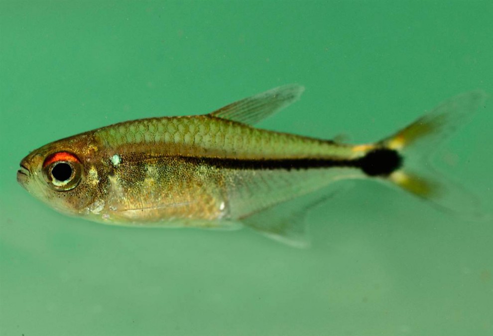 Рыбка Hemigrammus aff. ocellifer