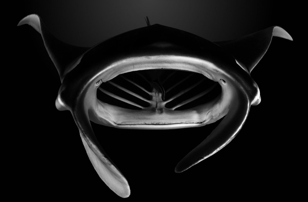 Рот гигантского морского дьявола