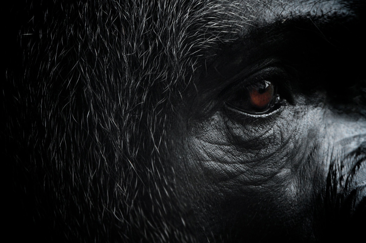 Глаз гориллы