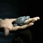 Защита морских черепах в Мексике