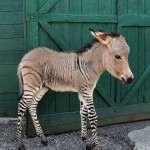 Очаровашка Иппо – наполовину ослик, наполовину зебра